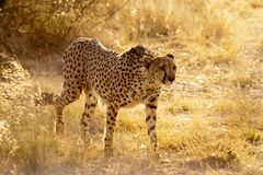 Gepard im Abendlicht 2