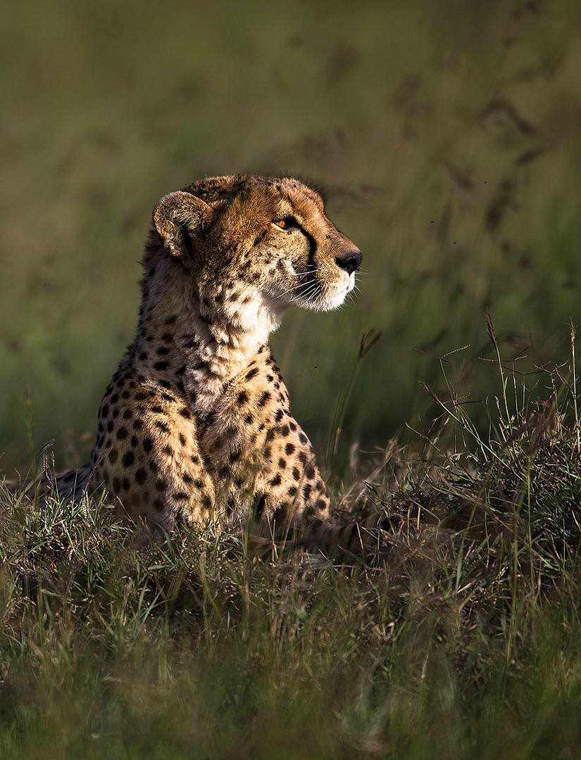 Gepard im Abendlicht