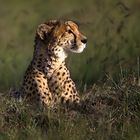 Gepard im Abendlicht