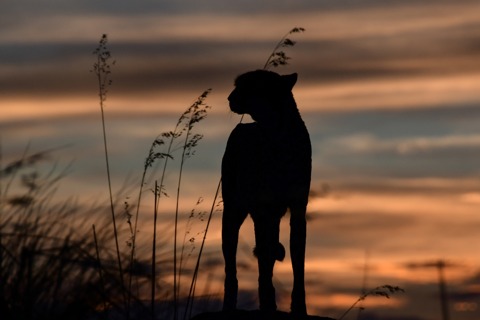 Gepard im Abendlicht