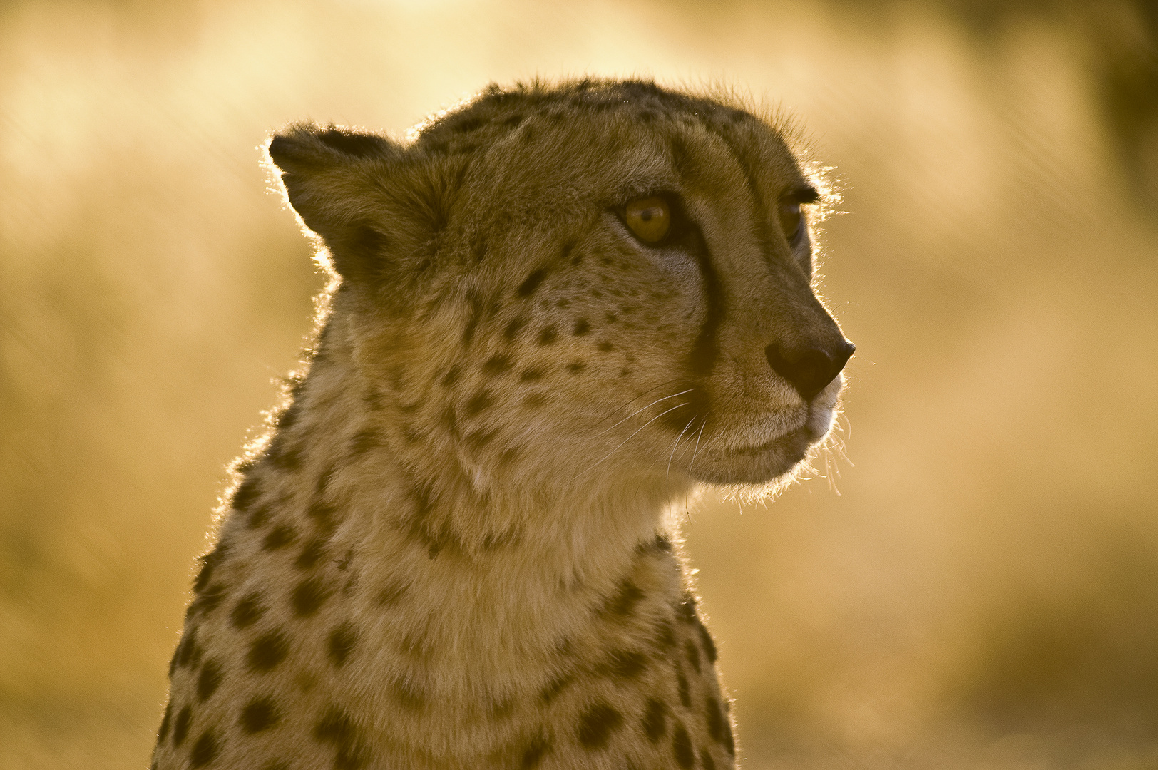 Gepard im Abendlicht