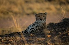 Gepard im Abendlicht