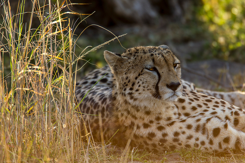 Gepard im Abendlicht