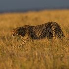 Gepard im Abendlicht