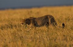 Gepard im Abendlicht