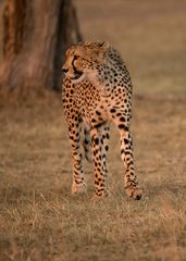 Gepard im Abendlicht