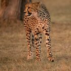 Gepard im Abendlicht