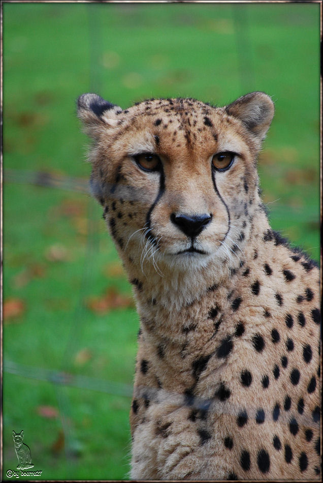 Gepard im Allwetterzoo Münster hinter - störendem - Zaun