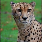 Gepard im Allwetterzoo Münster hinter - störendem - Zaun