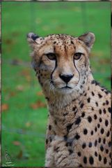 Gepard im Allwetterzoo Münster hinter - störendem - Zaun