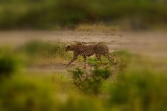 Gepard im Amboseli