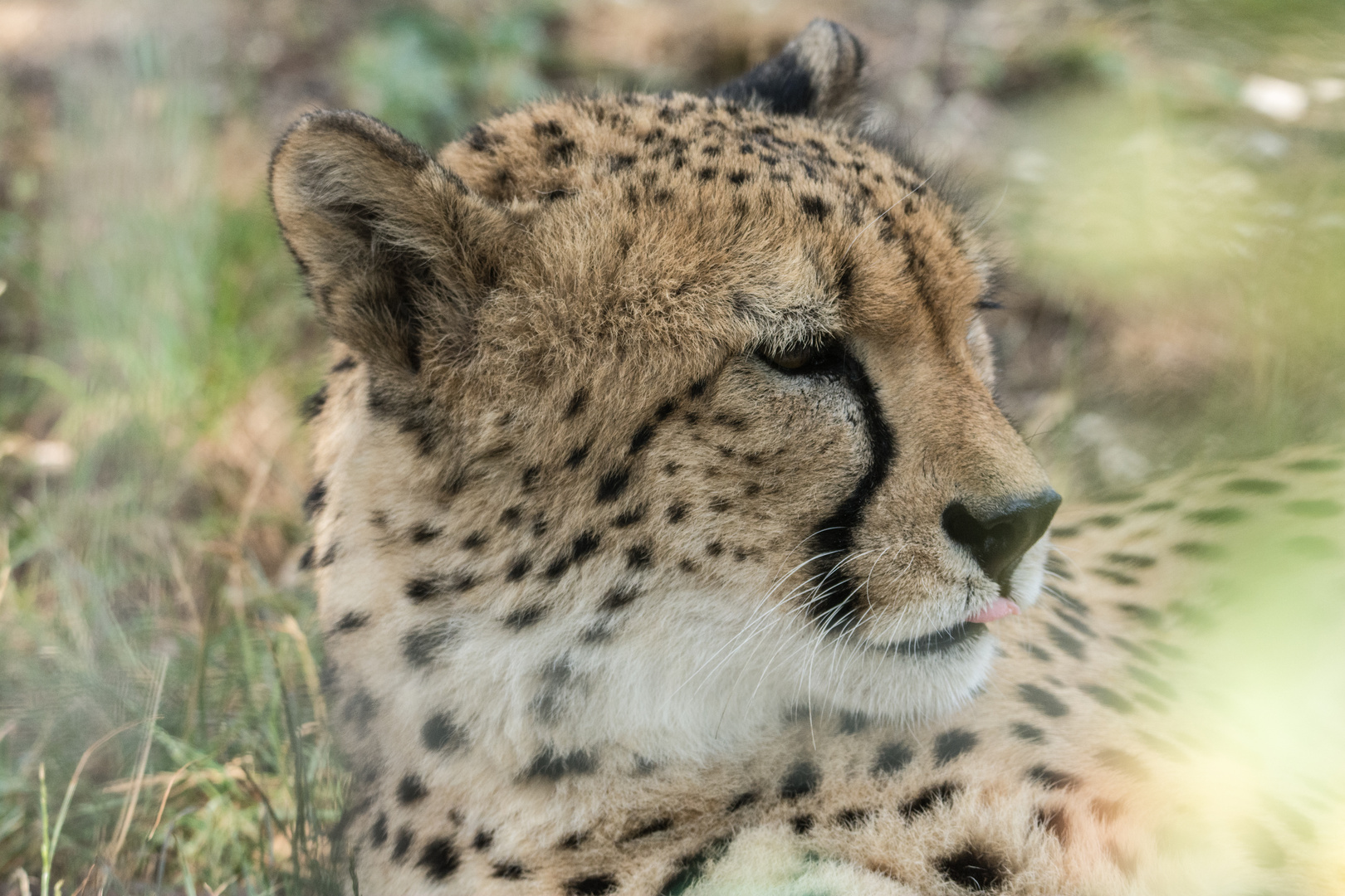 Gepard im Basler Zoo