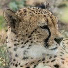 Gepard im Basler Zoo