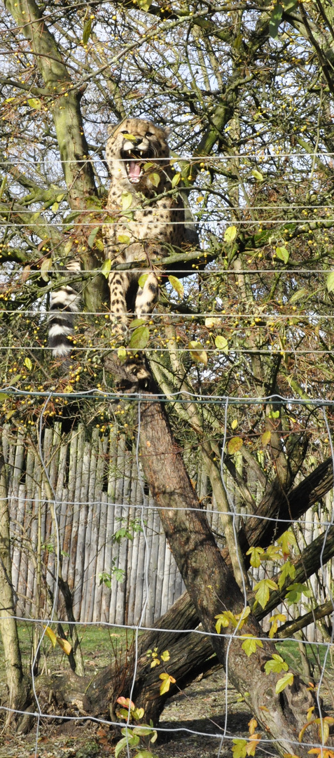 Gepard im Baum