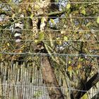 Gepard im Baum