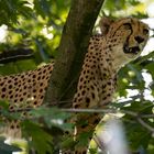 Gepard im Baum auf Beobachtungsposten 