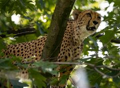 Gepard im Baum auf Beobachtungsposten 