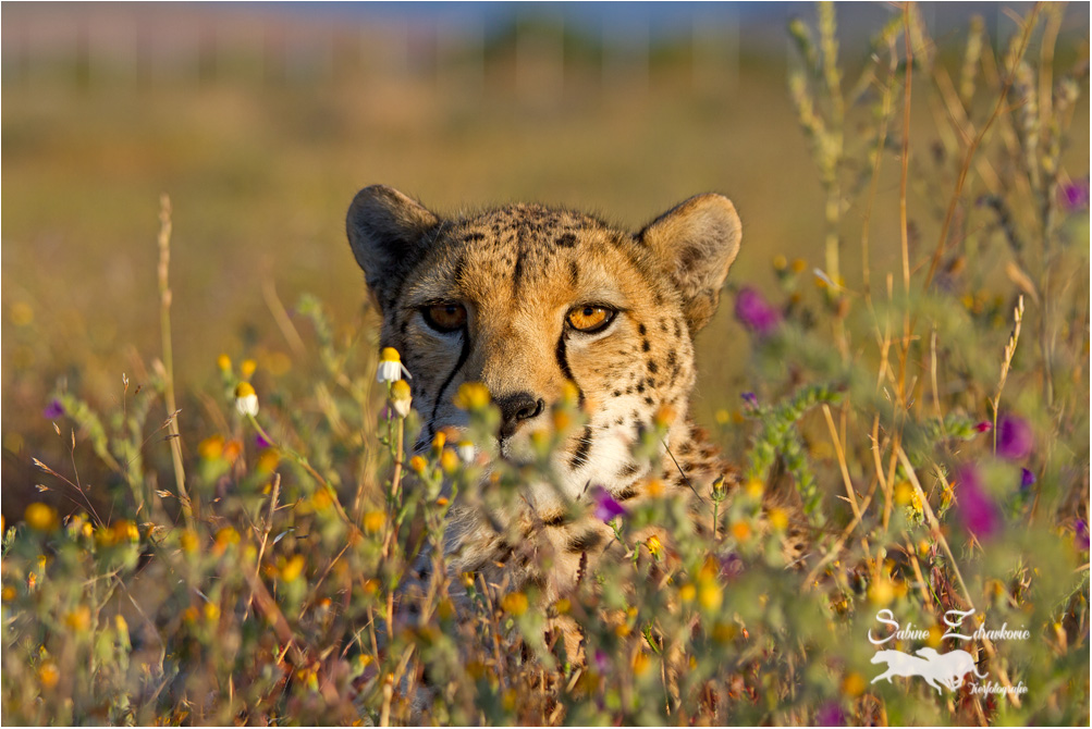 Gepard im Blumenmeer