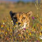 Gepard im Blumenmeer