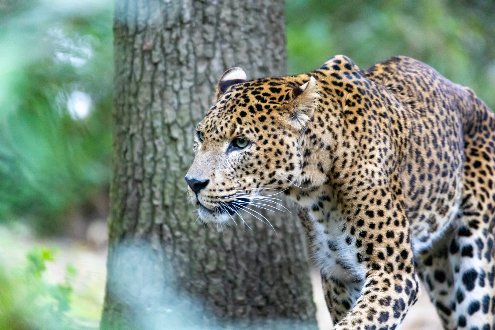 Gepard im Burgers Zoo