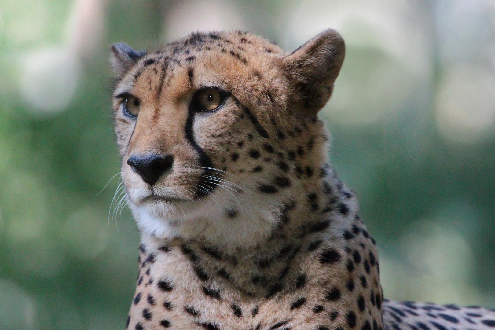 Gepard im Dresdner Zoo