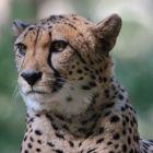 Gepard im Dresdner Zoo