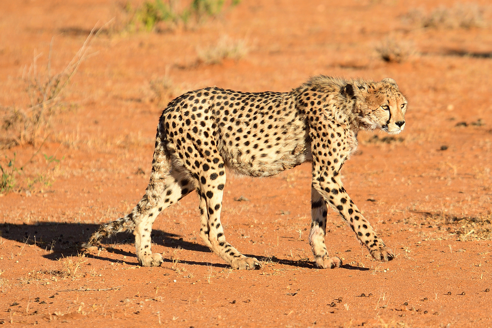 Gepard im Erindi