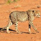 Gepard im Erindi