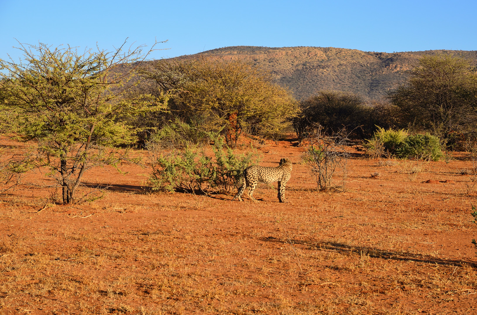 Gepard im Erindi Game Reserve