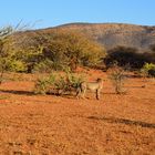 Gepard im Erindi Game Reserve