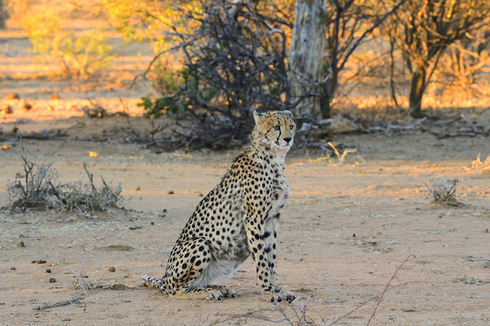 Gepard im Erindi GR