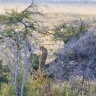 Gepard im Etosha Nationalpark