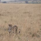 Gepard im Feld II, Kenia
