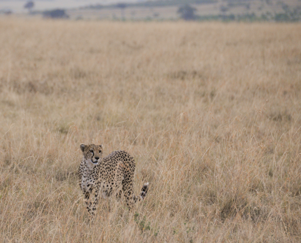 Gepard im Feld II, Kenia