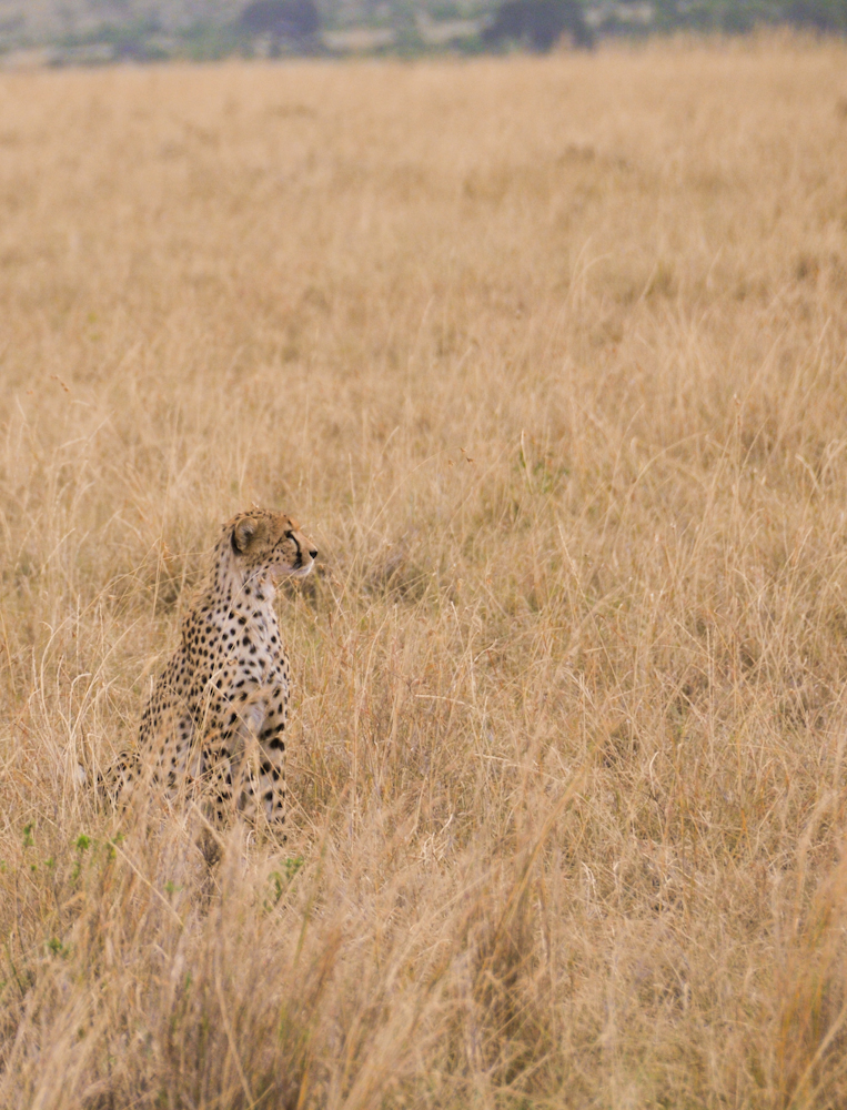 Gepard im Feld III, Kenia