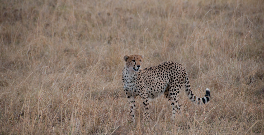 Gepard im Feld IV, Kenia