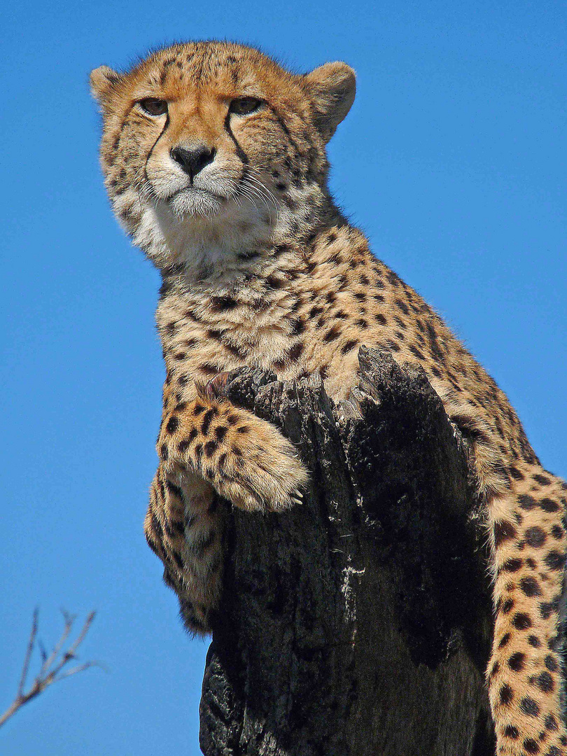 Gepard im Garden Route Game Lodge