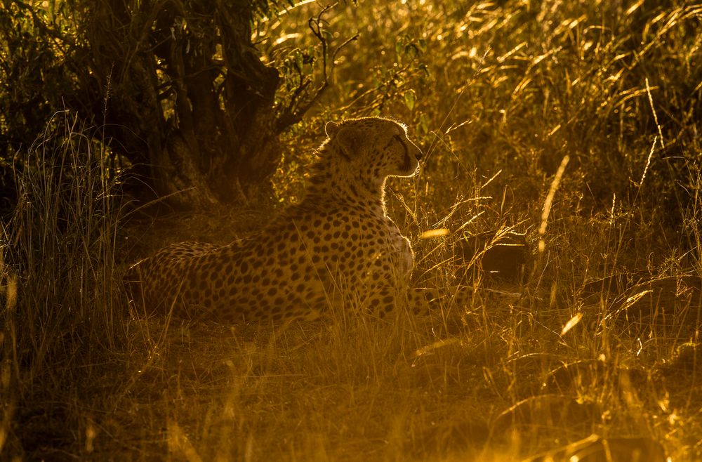 Gepard im Gegenlicht