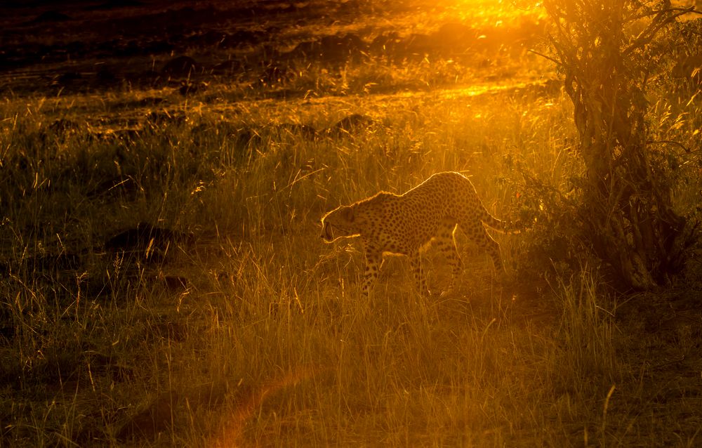 Gepard im Gegenlicht