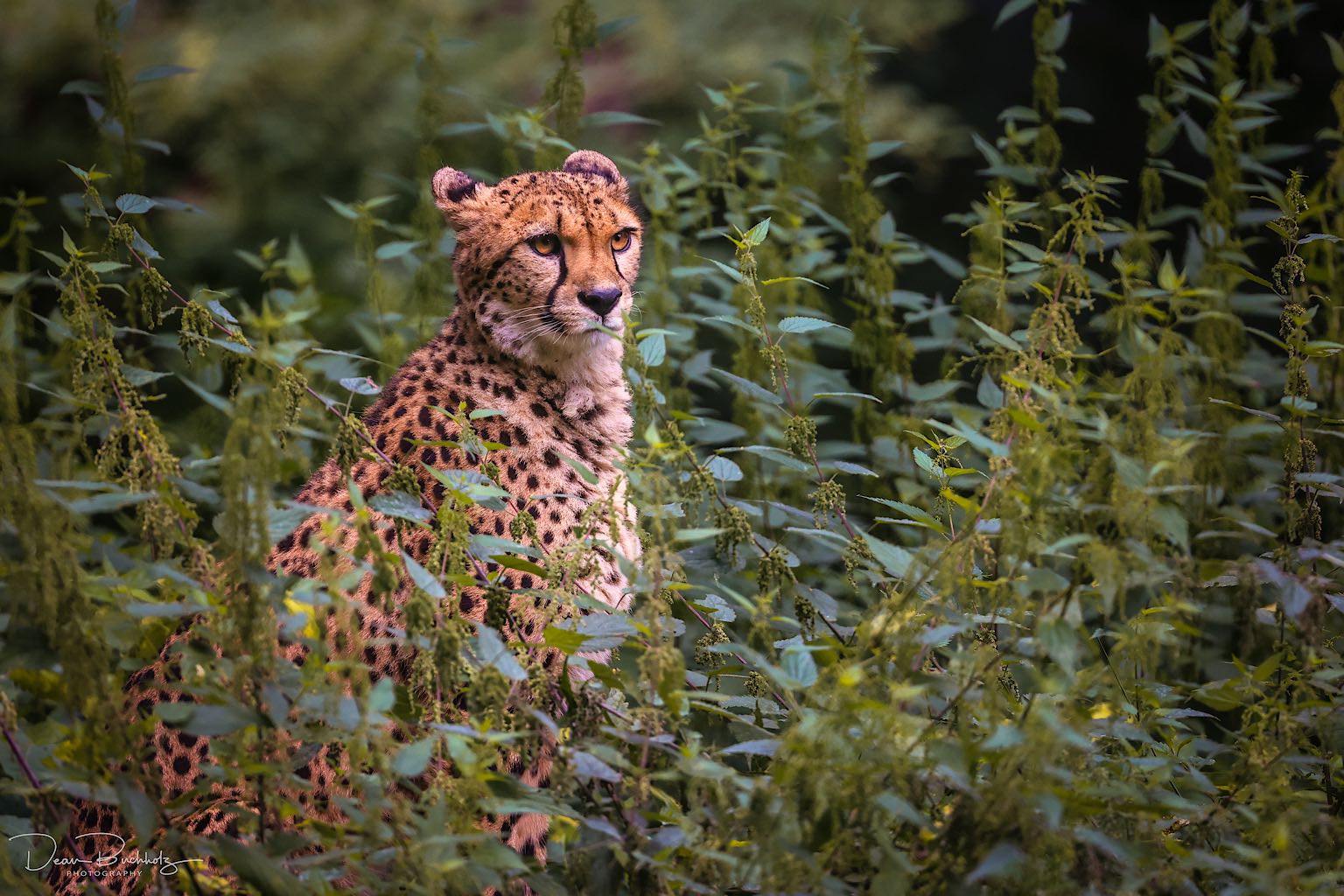 Gepard im Grünen