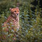 Gepard im Grünen