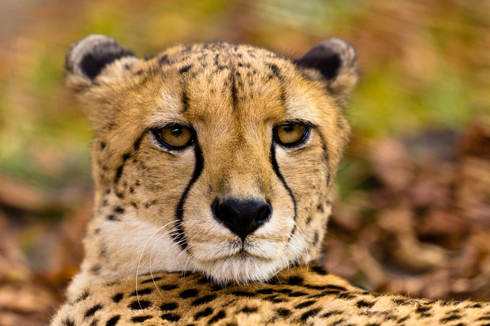 Gepard im Herbst