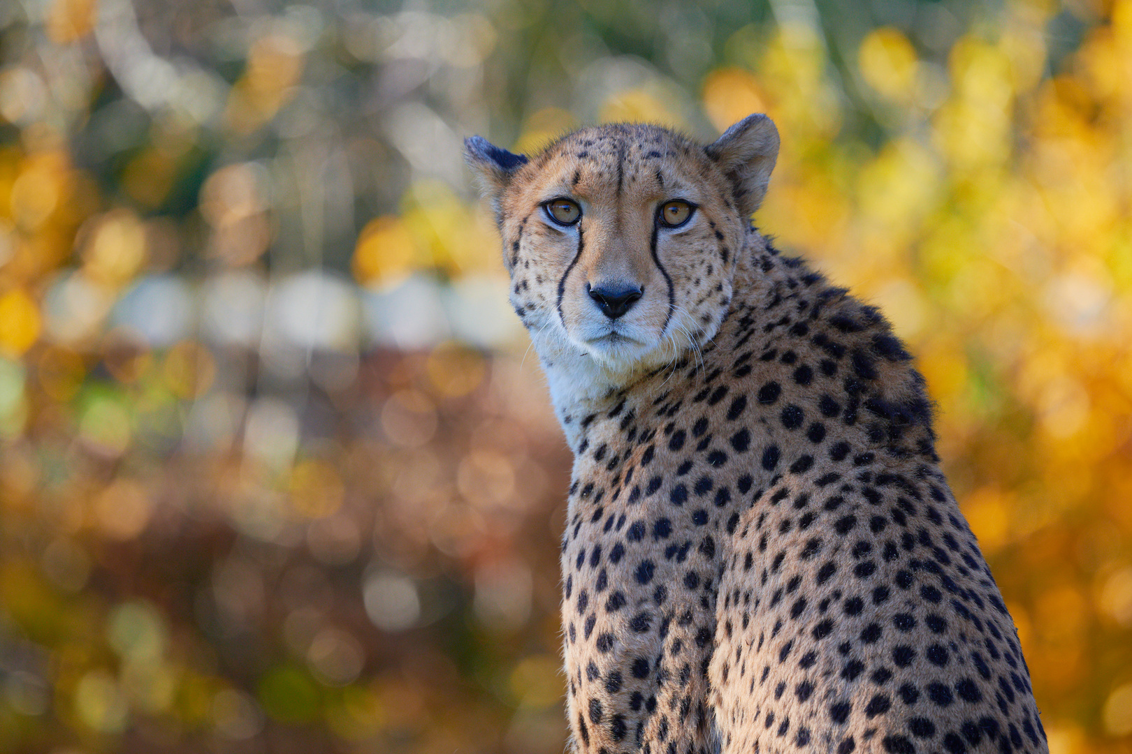 Gepard im Herbst