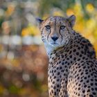 Gepard im Herbst