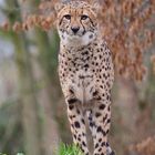 Gepard im Herbst