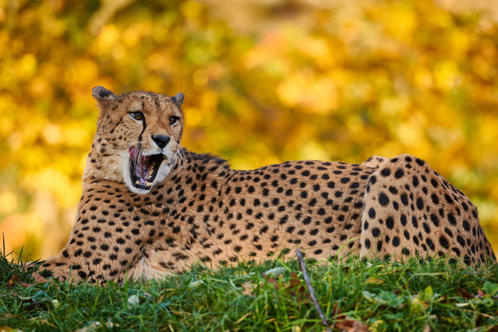 Gepard im Herbst II