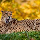 Gepard im Herbst II