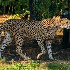 Gepard im Herbstwald