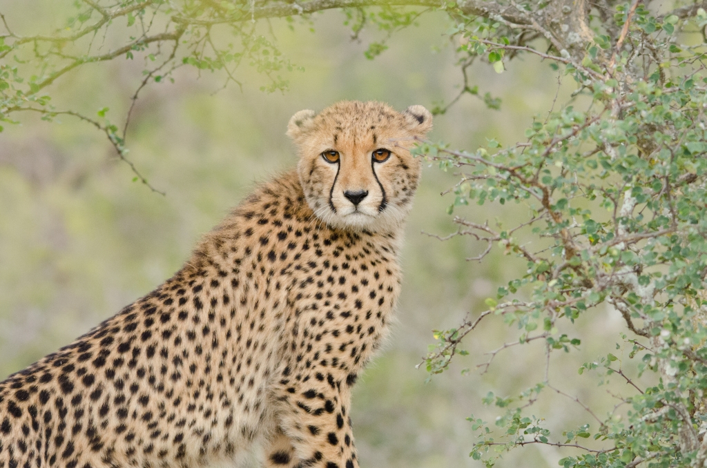 Gepard im Karongwe