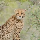 Gepard im Karongwe